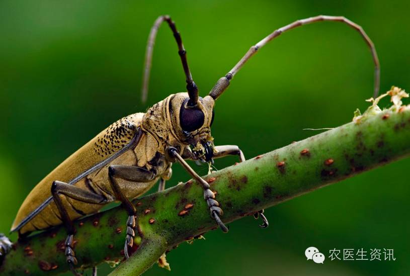 苹果树被虫蛀了还会恢复,苹果树病虫害天牛