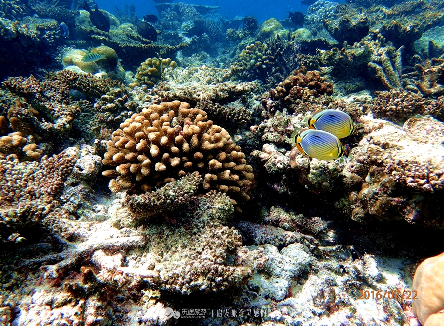 马尔代夫之双鱼岛详解,马尔代夫双鱼岛浪漫岛