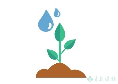 富贵竹怎么养教程,富贵竹万年竹