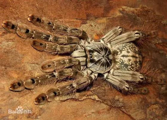 神马鬼|10万1只的奇葩昆虫宠物