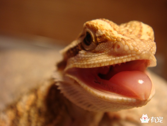 印度蜥蜴有毒吗,小蜥蜴宠物有毒吗