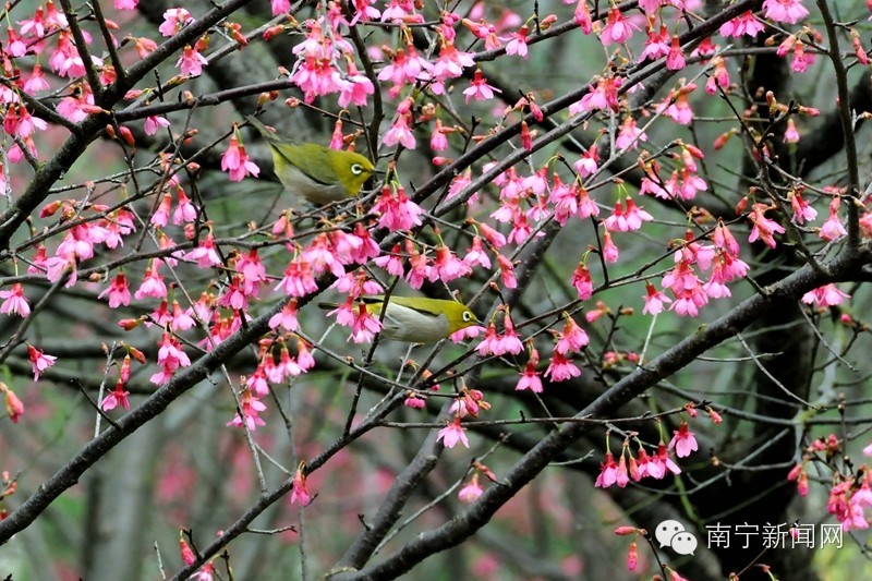 南宁哪里有假樱花,南宁樱花还有吗