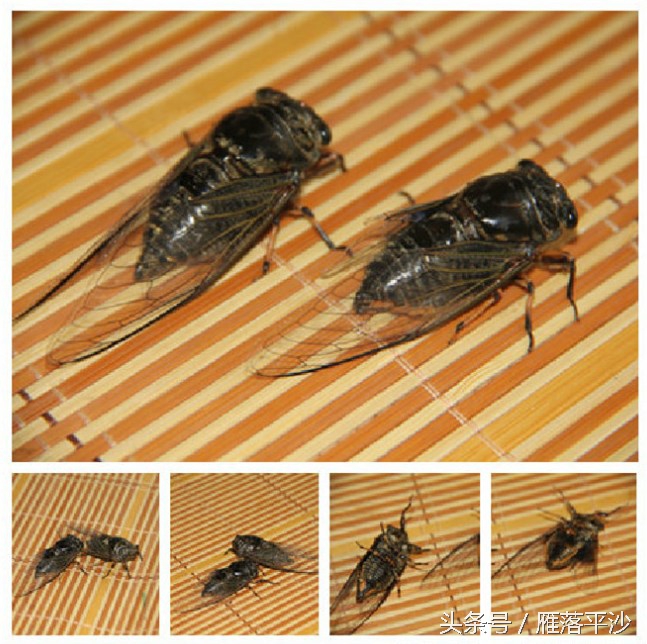 金蝉脱壳怎么孵化,小朋友不睡觉看金蝉如何脱壳的