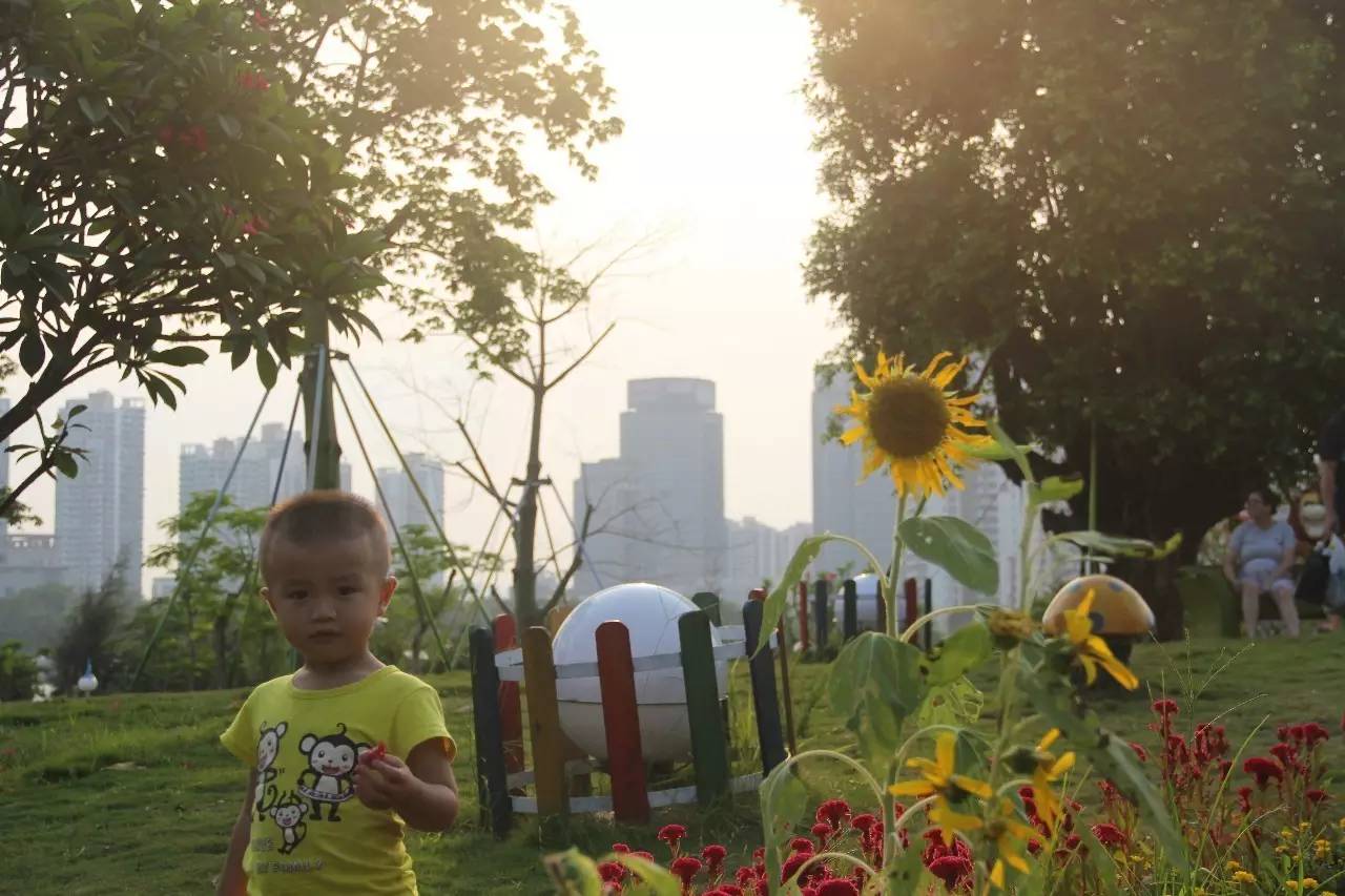 向日葵简短介绍,向日葵简短的知识