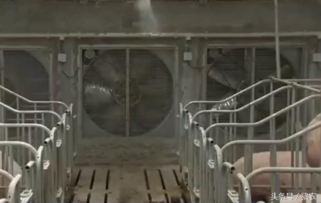 高手建豪华养殖场,怎么样最省钱建猪场