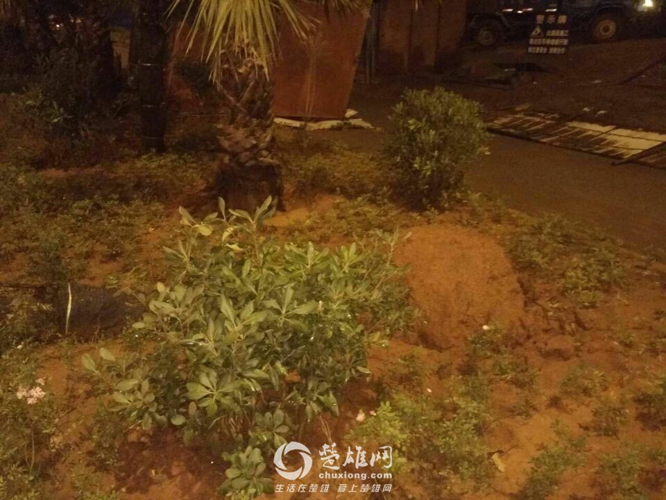 楚雄昨晚狂风大作电闪雷鸣，绿化植被损失惨重，小鸟尸横遍野