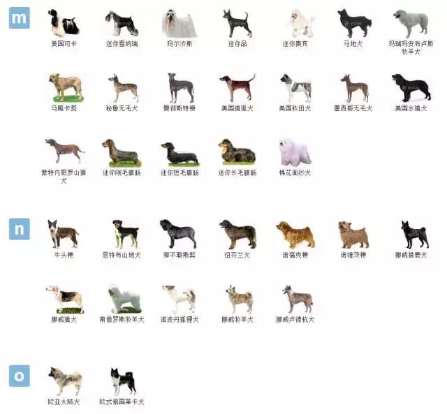 狗狗品种大全视频,狗狗品种大全萨摩耶