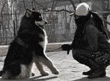 最适合12星座养的小狗狗,十二星座之星座狗