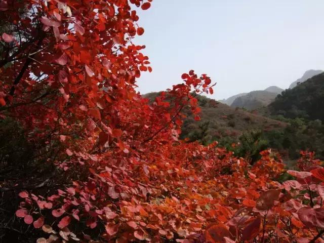 保定周边免费看红叶最佳旅游地点,保定周边一日游看红叶自驾游