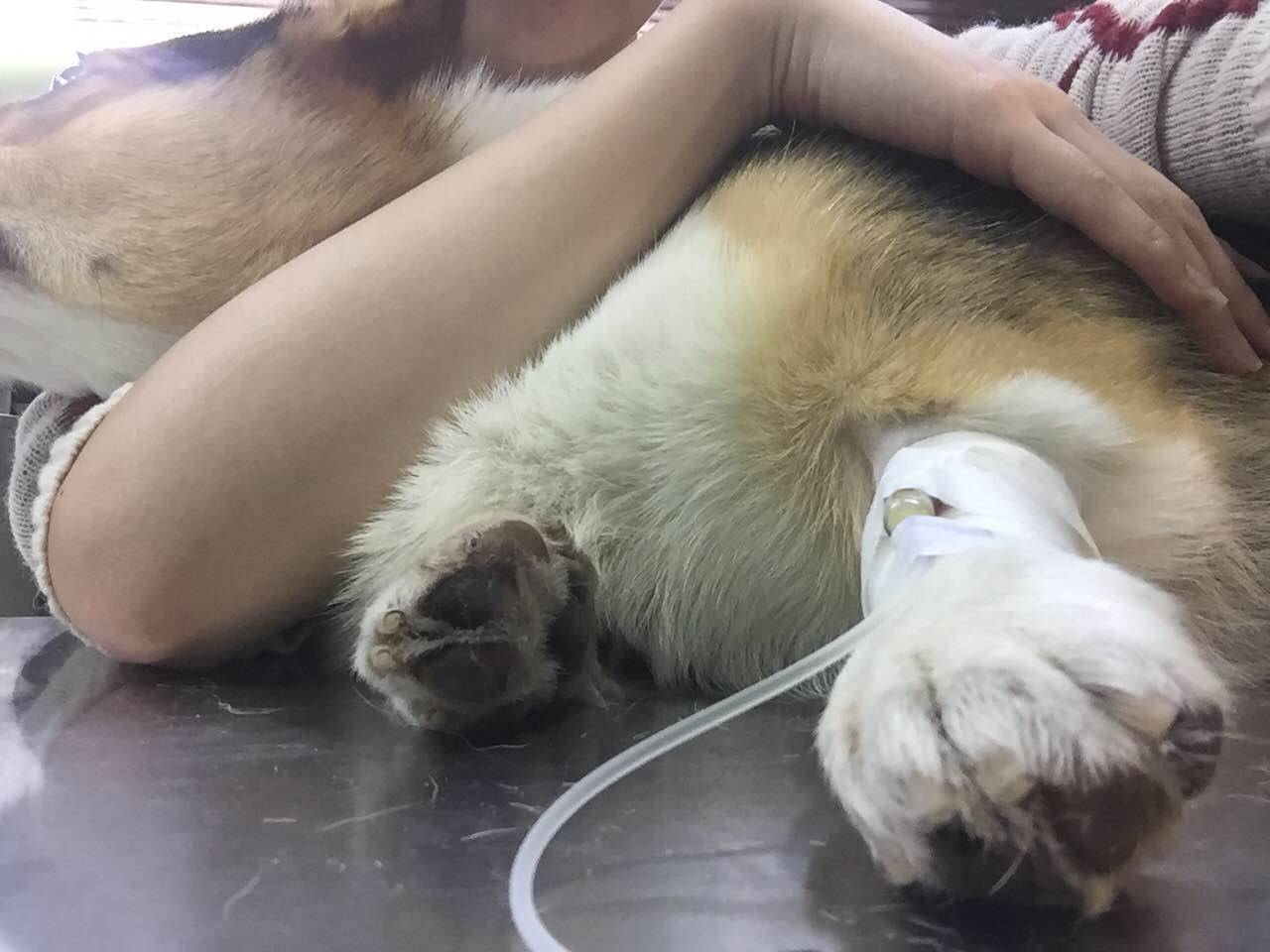 狗狗吃骨头得细小怎么办,狗狗吃骨头拉骨头怎么回事