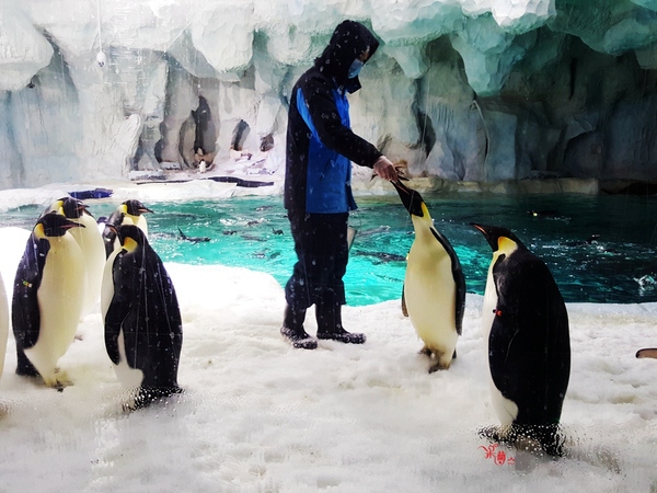 珠海长隆让人尖叫的海洋王国,珠海长隆海洋王国之绚丽多彩