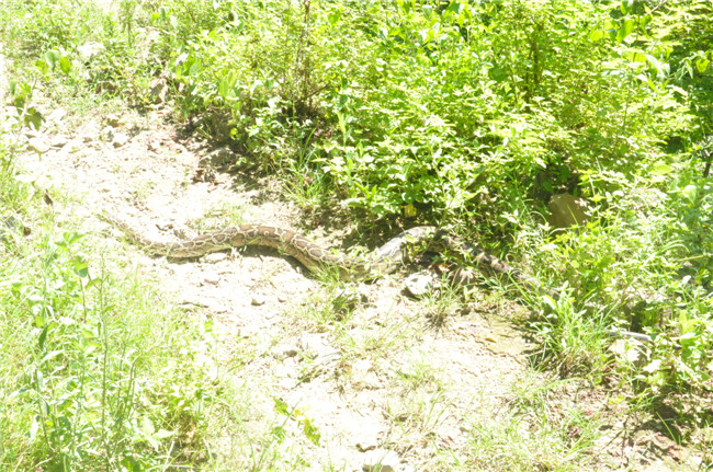 蟒蛇捕猎被干扰,蟒蛇躲在水里捕食猎物