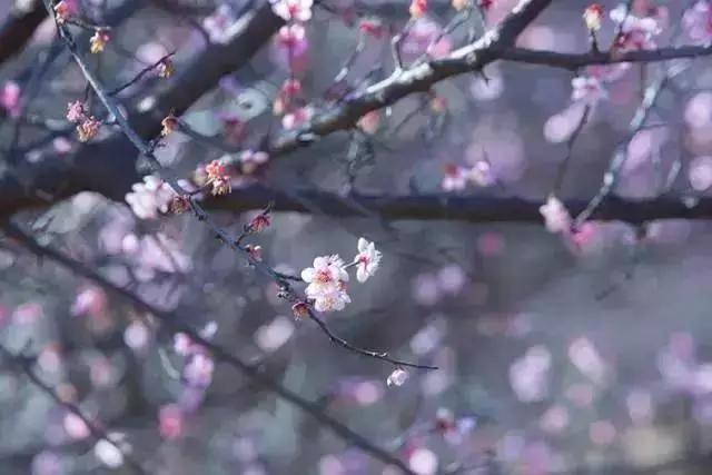 丽江拉市海梅花,丽江拉市海风景也很美