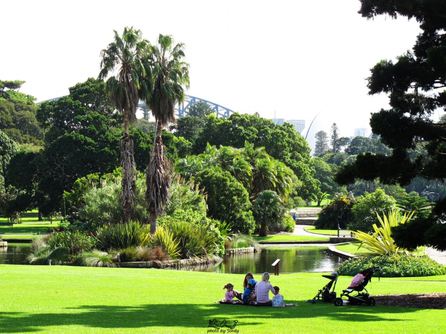 悉尼是啥味道,悉尼盐蚝