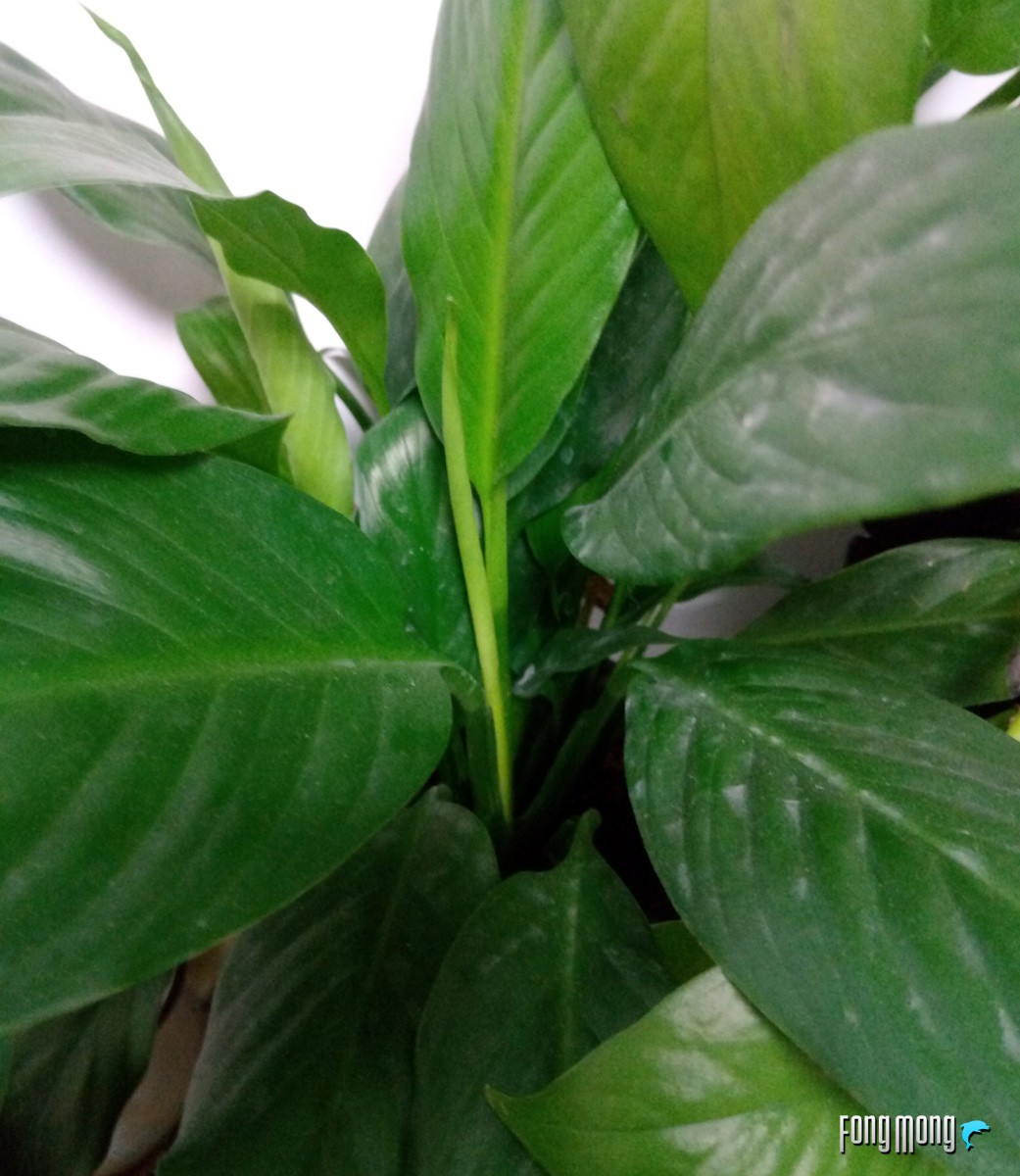 仅1799元8gb运存,1099元运存手机