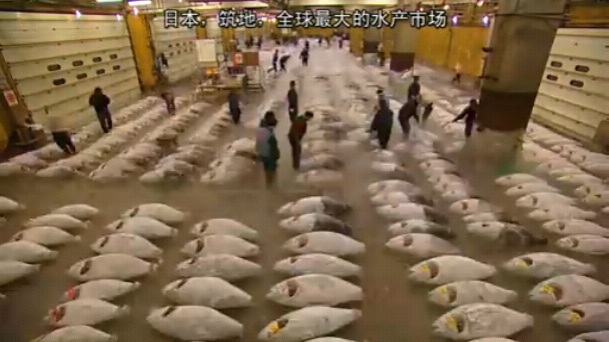 日本拒绝入境经历,日本海豚湾纪录片完整版