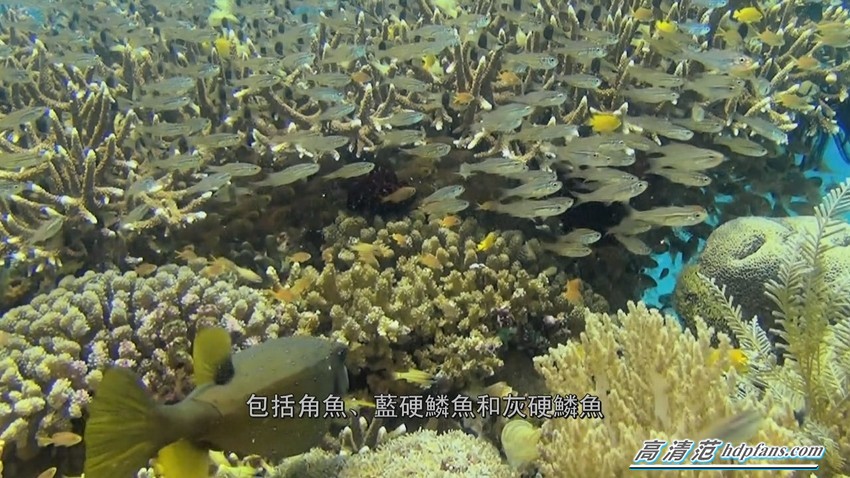 荣耀盒子装什么才能看电视直播,荣耀盒子可以安装电视直播吗