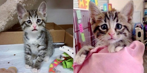 斗鸡眼的猫,斗鸡眼猫会自愈吗