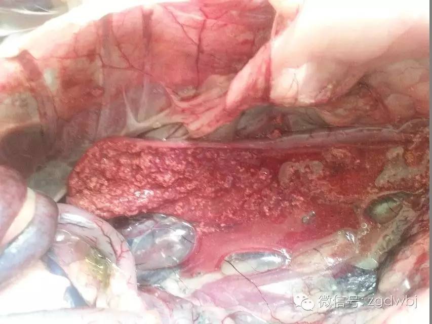 小鹅瘟治疗案例及其过程分析,小鹅瘟暴发的防治方法