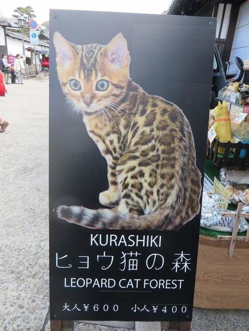 孟加拉猫主题咖啡馆,日本咖啡馆的猫咪