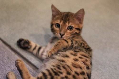 孟加拉猫主题咖啡馆,日本咖啡馆的猫咪