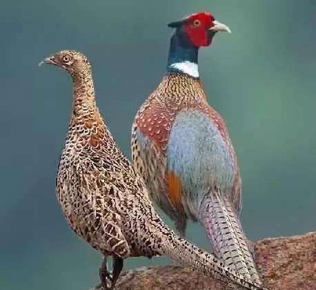 鸡属于比较大型的鸟类吗,像鸡的鸟品种