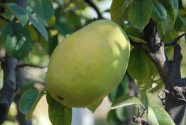 木瓜怎么吃才有丰胸的效果,生木瓜对丰胸效果好还是熟木瓜好