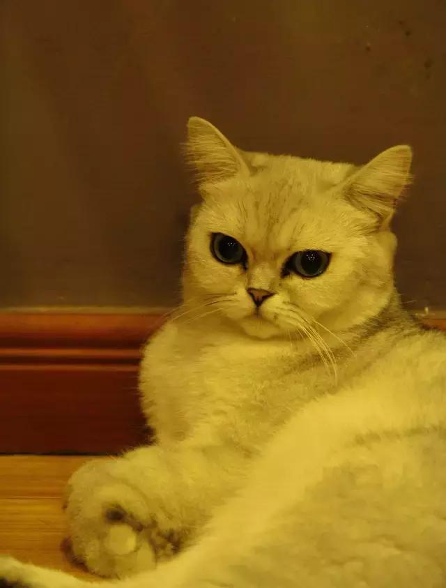 搴楅摵閲囪,搴楅摵涓撹