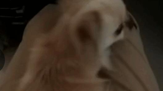 狗狗吃骨头得细小怎么办,狗狗吃骨头拉骨头怎么回事