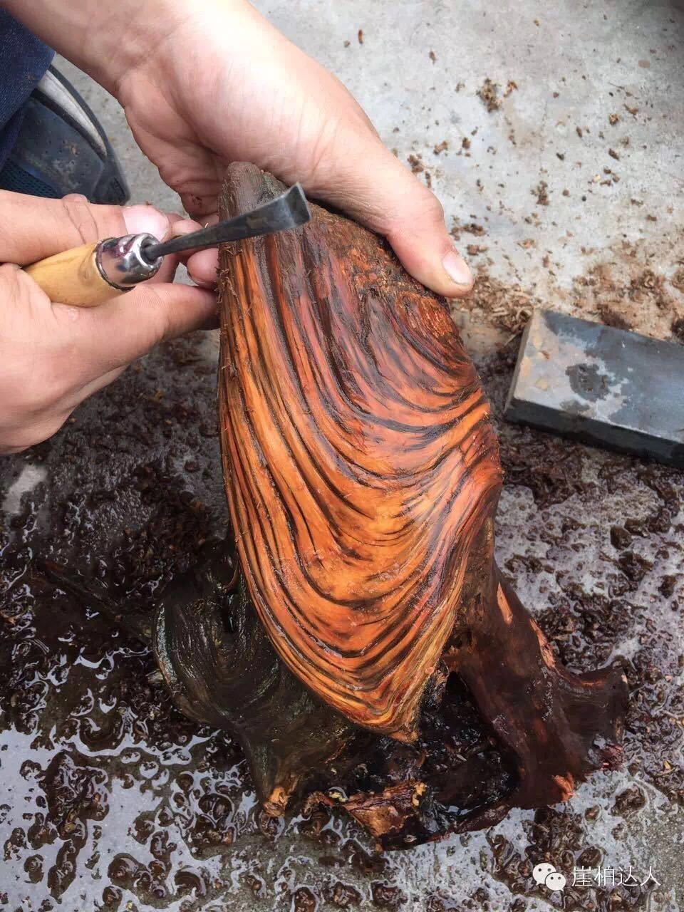 手把手教你打磨崖柏,崖柏玩皮怎么打磨