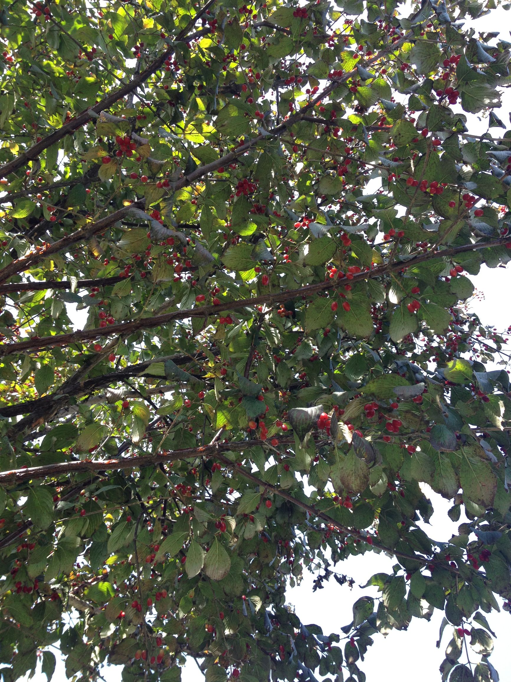 十一只有三天假期去哪里?记武汉至云台山郭亮村旅游攻略