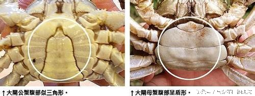 公螃蟹或者母螃蟹要怎么挑选,怎么挑公螃蟹和母螃蟹