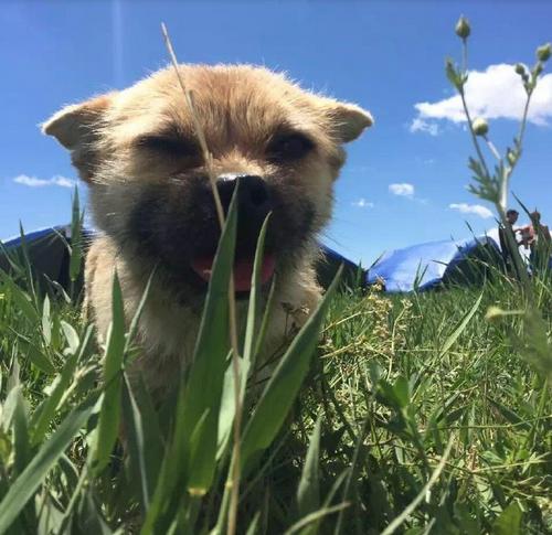 爱狗人与打狗队发生打架,爱狗与虐狗