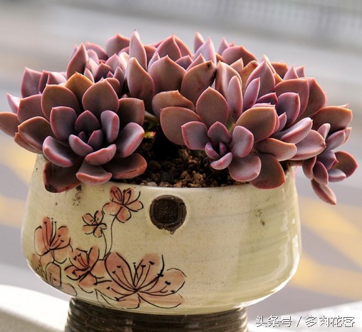 讲解多肉种植及养护知识简短,种多肉常识