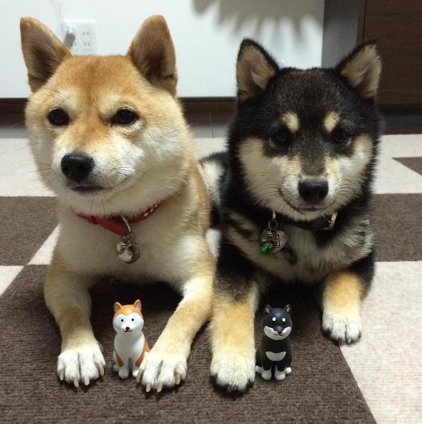 猫咪组合和柴犬组合，你喜欢那一组？