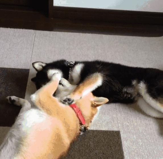 猫咪组合和柴犬组合，你喜欢那一组？