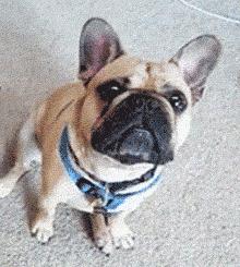 最适合12星座养的小狗狗,十二星座之星座狗