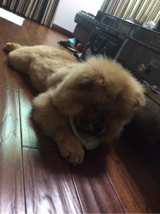 喝个酸奶都能踩空摔倒的笨狗，吃的比我都好！