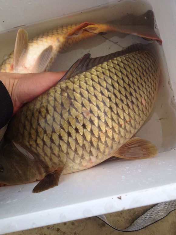 带小伙伴们去水库钓鱼,带大家一起去钓鱼