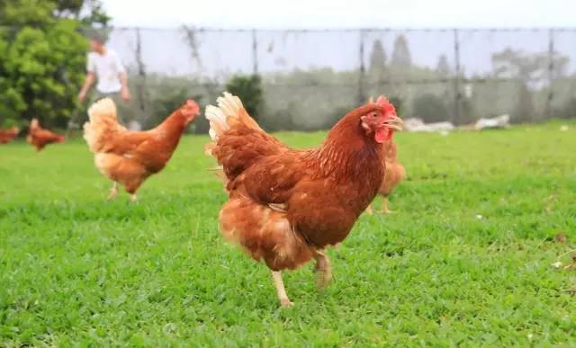 一个老板挖个鱼塘,杭州一老板挖个鱼塘