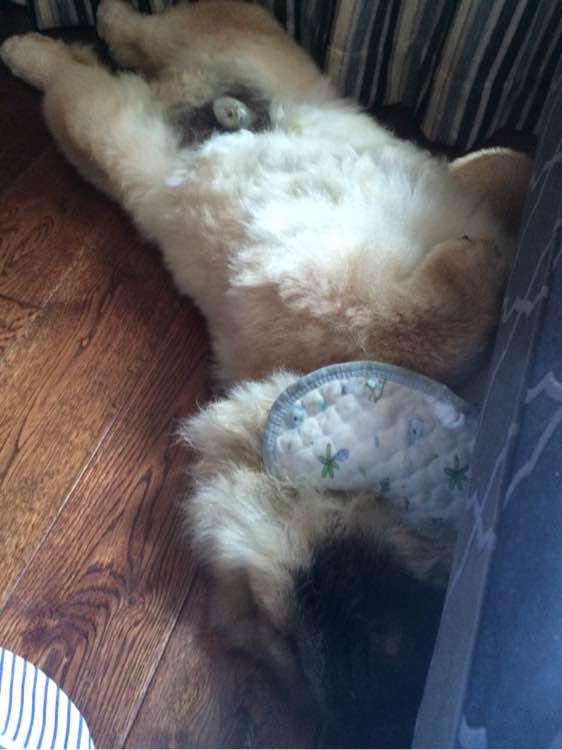 喝个酸奶都能踩空摔倒的笨狗，吃的比我都好！