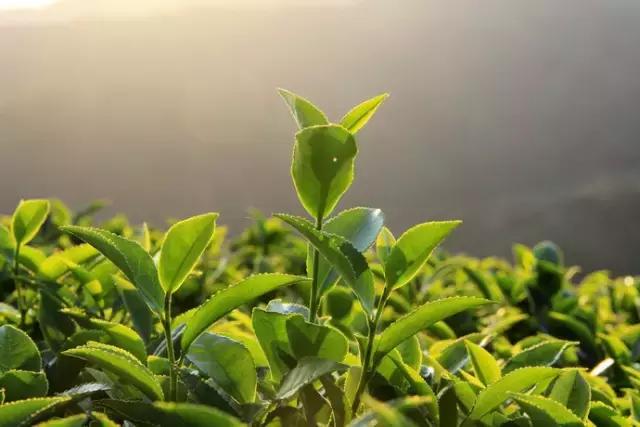 中国茶都安溪分布图,安溪中国茶都俯瞰图