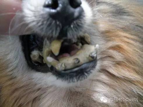 狗狗有口臭是什么原因,老年狗狗口臭是什么原因