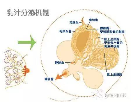 母乳六个月后没营养这是真的吗,母乳六个月后就没有营养了吗