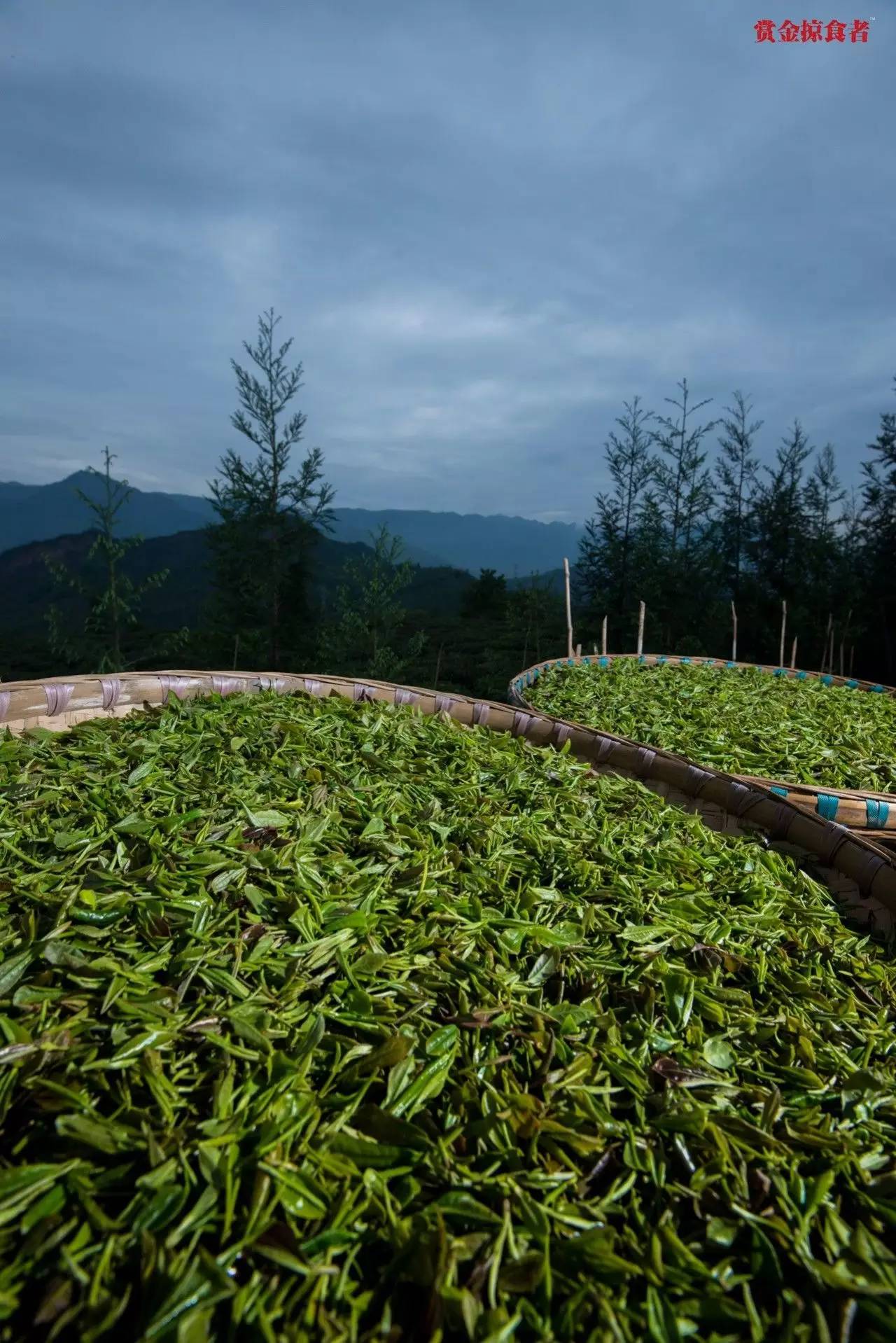 李明青藏特产,李明普洱茶