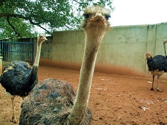 湘潭和平公园动物园星期天开放吗,湘潭市动物园的近况