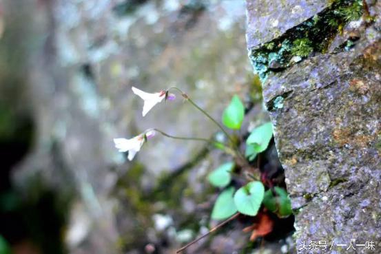 天目山必去八个景点,天目山必去三大景点