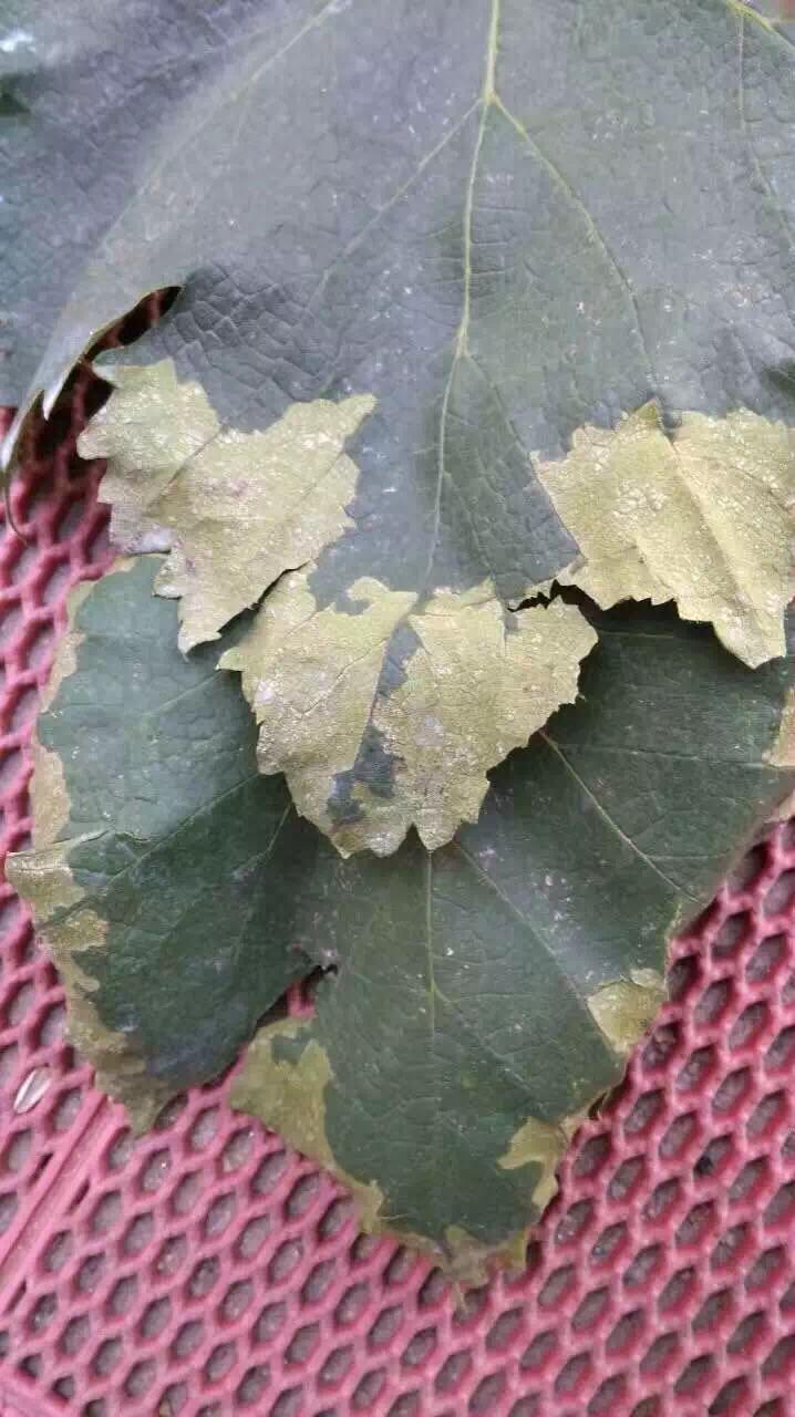 张宝印治什么病,葡萄青枯病最好的治疗方法