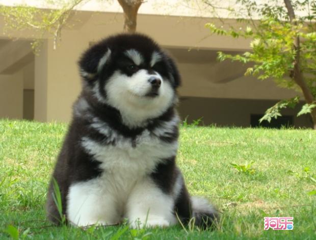 那些你不知道的狗狗小秘密,那些你不知道的秘密图片