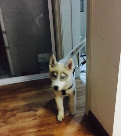 这只哈士奇看起来好优雅,看看这只哈士奇有多霸道